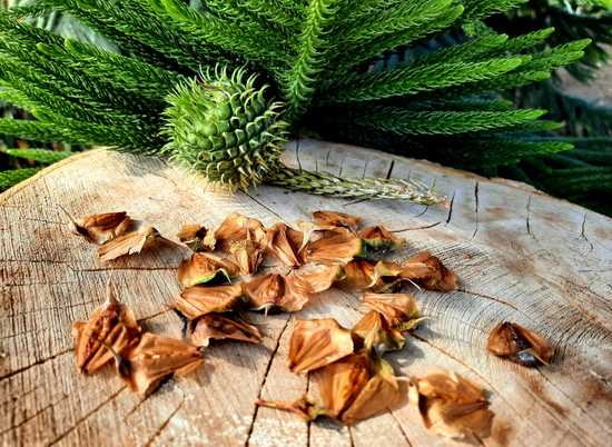 Редкие семена тропической елочки получили в волгоградском ботаническом саду